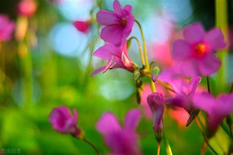 臥莖夜來香|花開五瓣蚊蟲隱，蕊放三更睡眠香。花中香妃《夜來香。